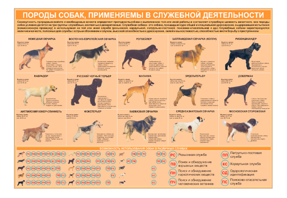 Стенд информационный «Породы собак, применяемые в служебной деятельности»