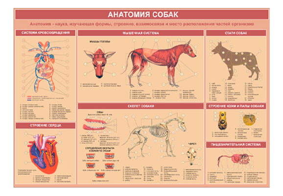 Стенд информационный «Анатомия собак»