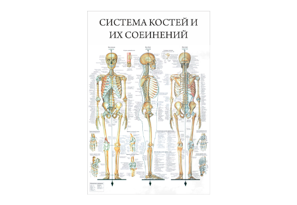 Стенд информационный «Система костей и их соединений»