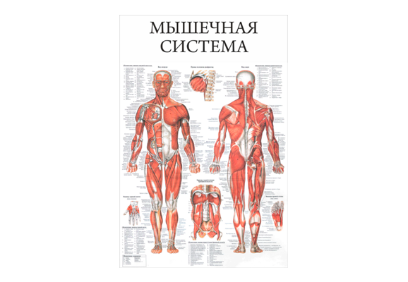 Стенд информационный «Мышечная система»