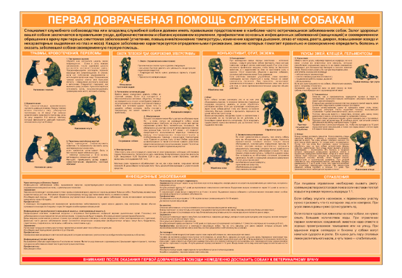 Стенд информационный «Первая доврачебная помощь служебным собакам»