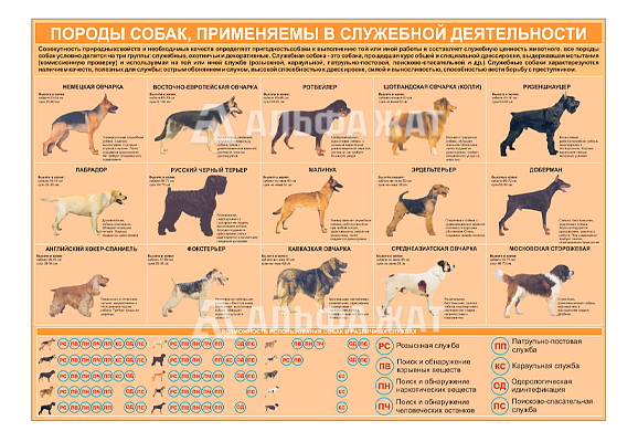 Стенд информационный «Породы собак, применяемые в служебной деятельности»