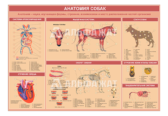 Стенд информационный «Анатомия собак»