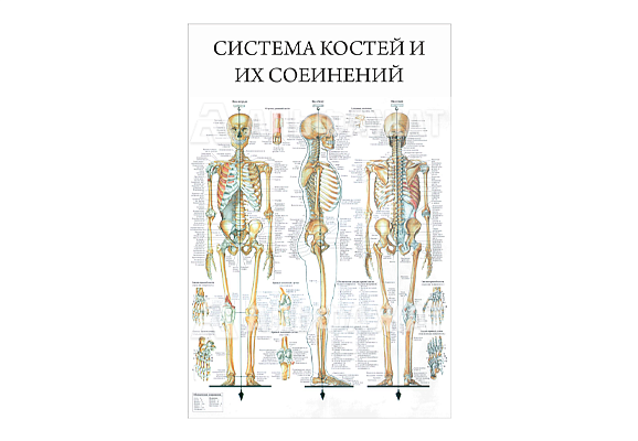 Стенд информационный «Система костей и их соединений»