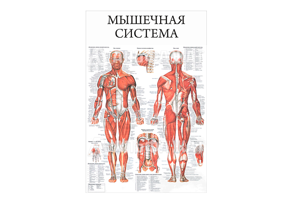 Стенд информационный «Мышечная система»