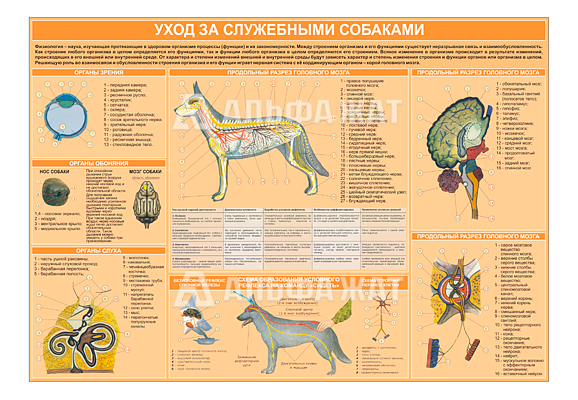 Стенд информационный «Уход за служебными собаками»